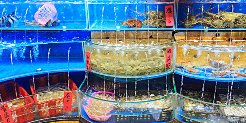 大連普蘭店水產品購買指南 價格、專賣店與選購地點詳解